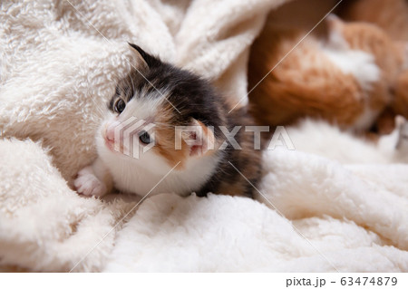 猫、仔猫、こねこ、猫の家族 63474879