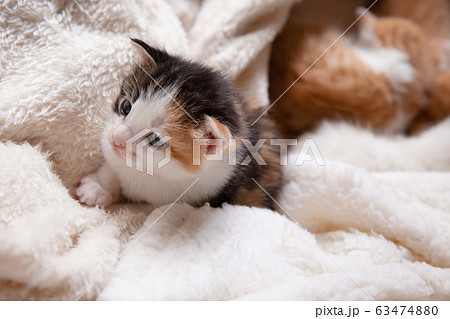 猫、仔猫、こねこ、猫の家族 猫、仔猫、こねこ、猫の家族 63474880