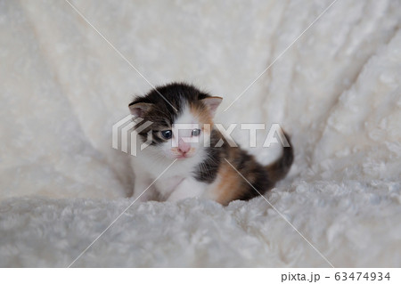 子猫 63474934
