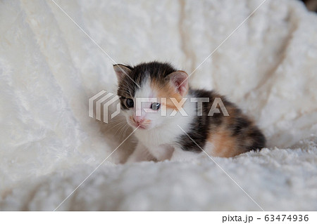 子猫 子猫 63474936