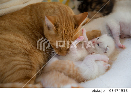 子猫 63474958