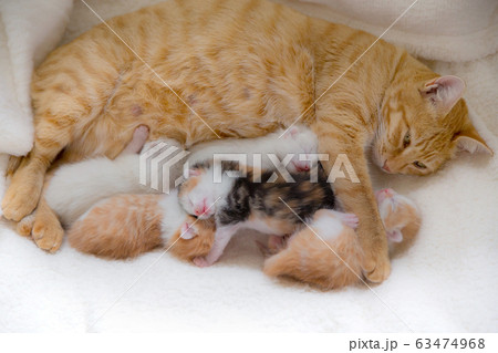 子猫 子猫 63474968