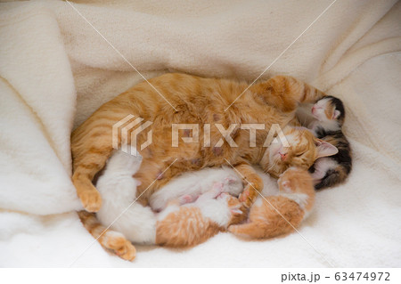 子猫 63474972