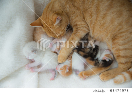 子猫 子猫 63474973