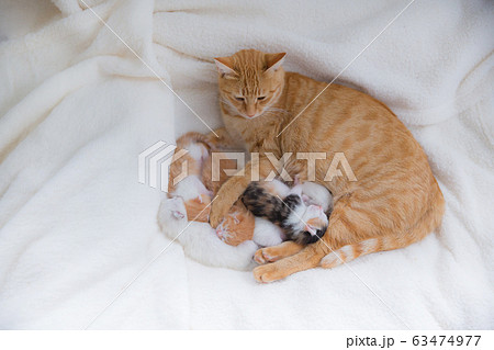 子猫 63474977