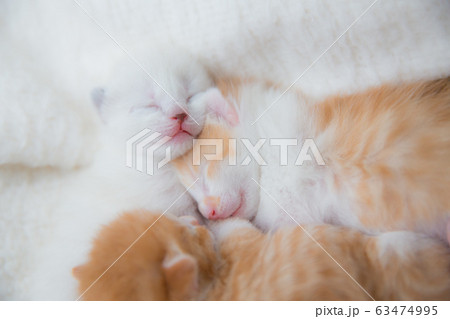 子猫 63474995