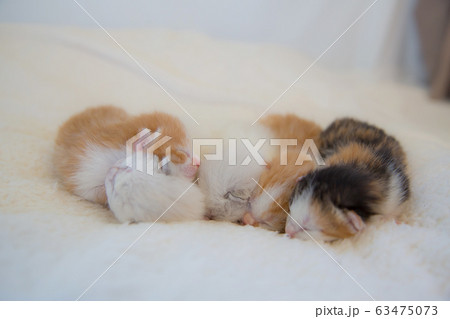 子猫の写真 63475073