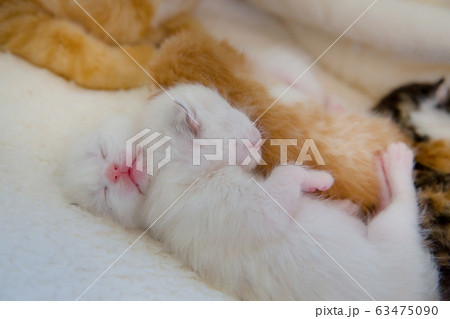 子猫の写真 子猫の写真 63475090