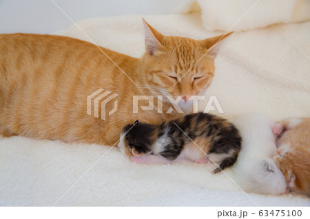 子猫の写真 63475100