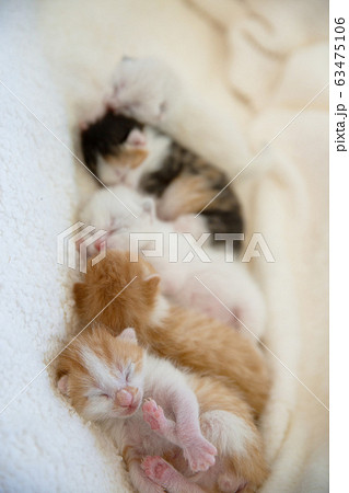 子猫の写真 63475106