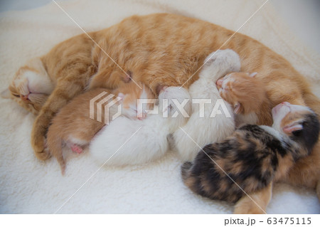 子猫の写真 63475115