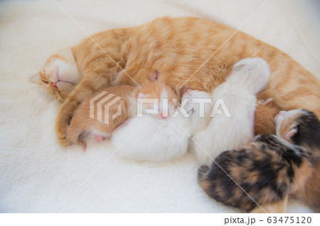子猫の写真 63475120