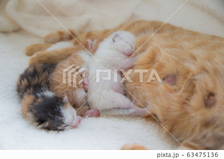 猫の家族(子猫の写真) 猫の家族(子猫の写真) 63475136