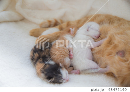 猫の家族（子猫の写真） 63475140