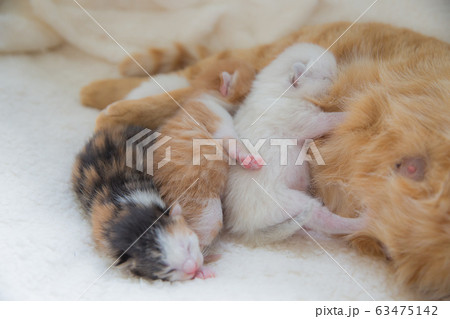 猫の家族（子猫の写真） 63475142