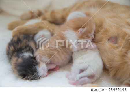 猫の家族（子猫の写真） 63475143