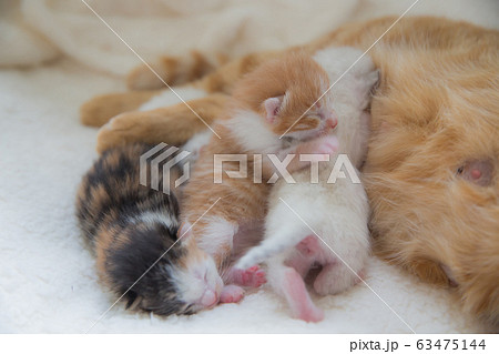 猫の家族（子猫の写真） 63475144