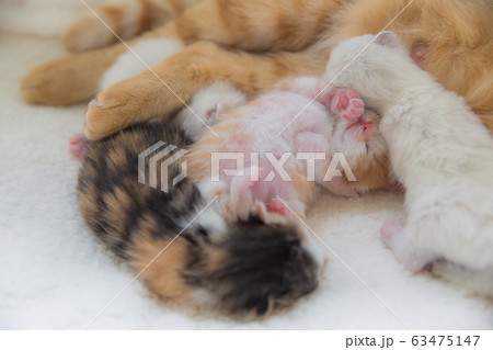 猫の家族（子猫の写真） 63475147