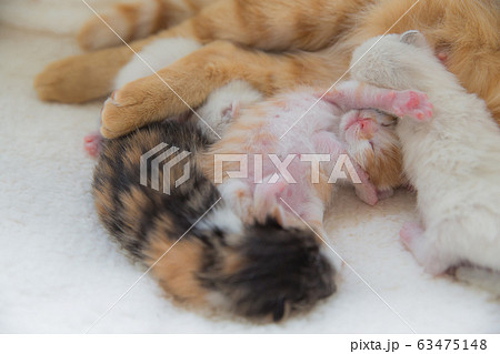 猫の家族（子猫の写真） 63475148