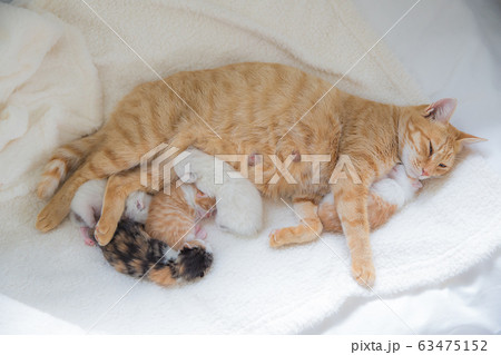 猫の家族（子猫の写真） 63475152