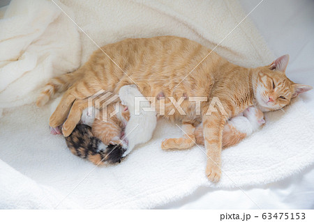 猫の家族（子猫の写真） 63475153