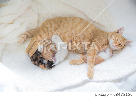 猫の家族（子猫の写真） 63475156