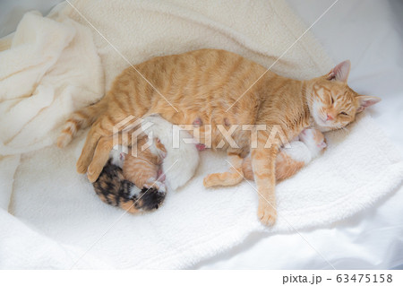 猫の家族（子猫の写真） 63475158