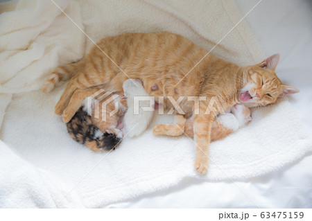 猫の家族（子猫の写真） 63475159