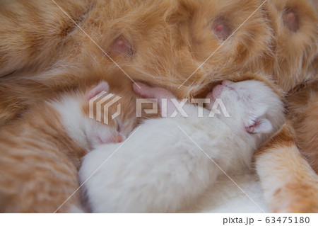 猫の家族（子猫の写真） 63475180