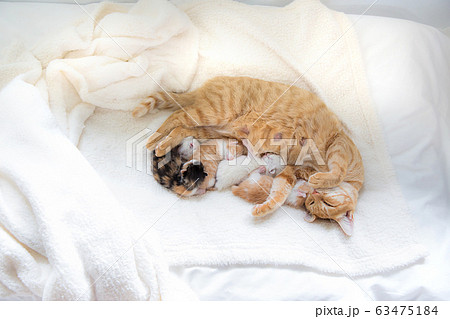 猫の家族（子猫の写真） 63475184