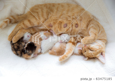 猫の家族(子猫の写真) 猫の家族(子猫の写真) 63475185