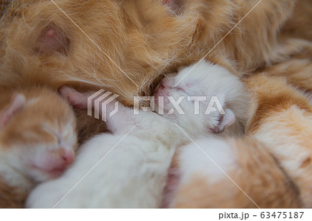 猫の家族（子猫の写真） 63475187