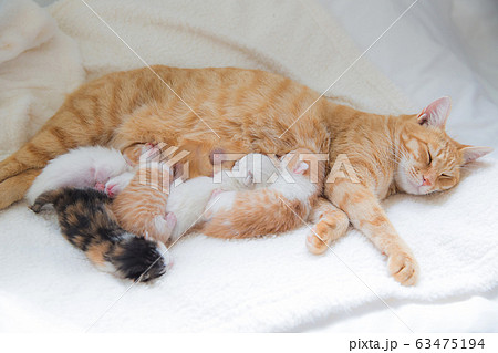 猫の家族（子猫の写真）の写真素材 [63475194] - PIXTA