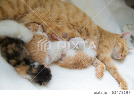 猫の家族（子猫の写真） 63475197