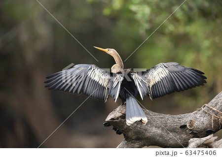 Anhinga perched on a tree with wings and tail spread to dry 63475406