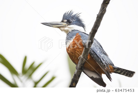 Close up of a Ringed kingfisher perched on a branch Close up of a Ringed kingfisher perched on a branch 63475453