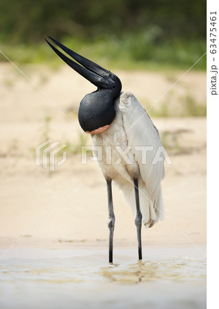 Close up of Jabiru standing in water 63475461