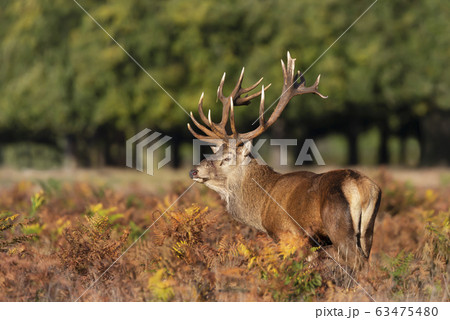 Close-up of an injured red deer stag Close-up of an injured red deer stag 63475480