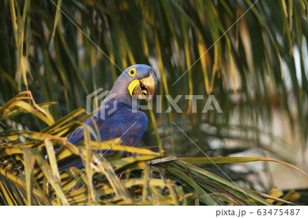 Hyacinth macaw perched in a palm tree Hyacinth macaw perched in a palm tree 63475487