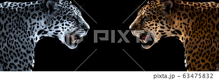cheetah, leopard, jaguar cheetah, leopard, jaguar 63475832