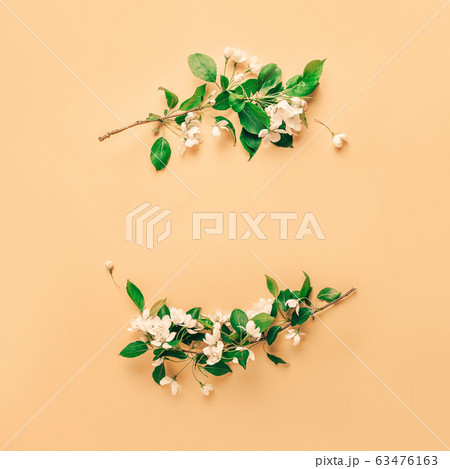 Creative layout with blooming apple tree on yellow background. Flat lay Minimalism 63476163