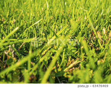 Green grass in the sun. 63476469