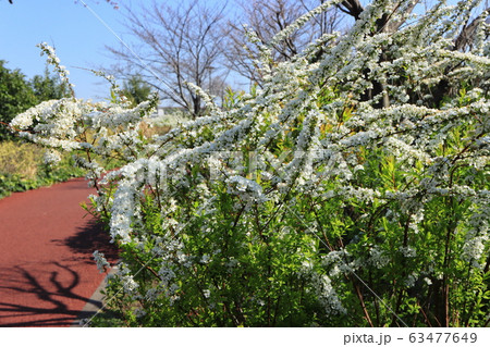 白い雪柳の花 隅田川沿いの白山堀公園 堀船周回ロード 白い雪柳の花 隅田川沿いの白山堀公園 堀船周回ロード 63477649