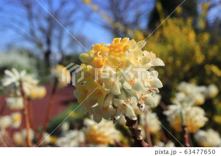 黄色いミツマタの花 隅田川沿いの白山堀公園 堀船周回ロード 黄色いミツマタの花 隅田川沿いの白山堀公園 堀船周回ロード 63477650