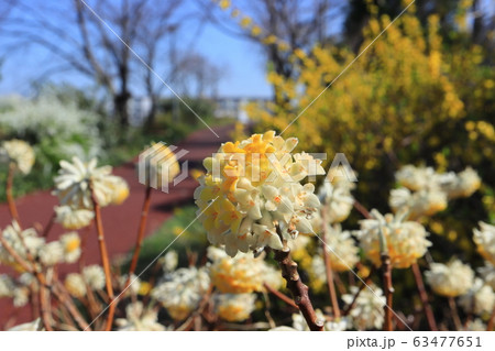 黄色いミツマタの花　隅田川沿いの白山堀公園　堀船周回ロード 63477651