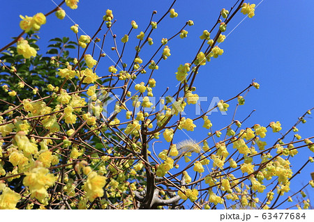 淡い黄色のヒュウガミズキの花 淡い黄色のヒュウガミズキの花 63477684