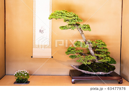 床の間 盆栽 画像 天然木 木製 花台 一枚板 盆栽 生花 花瓶 飾り台 花台