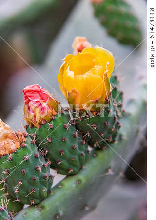 Flower of a prickly pear 63478118