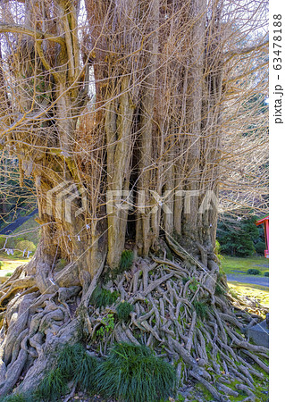 岩殿観音の大銀杏 63478188