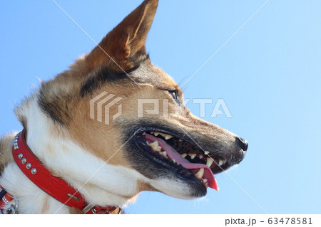 犬の横顔 和犬 犬 顔のアップ 犬とスペースの写真素材